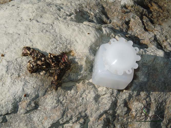 La lontra nell''Appennino meridionale